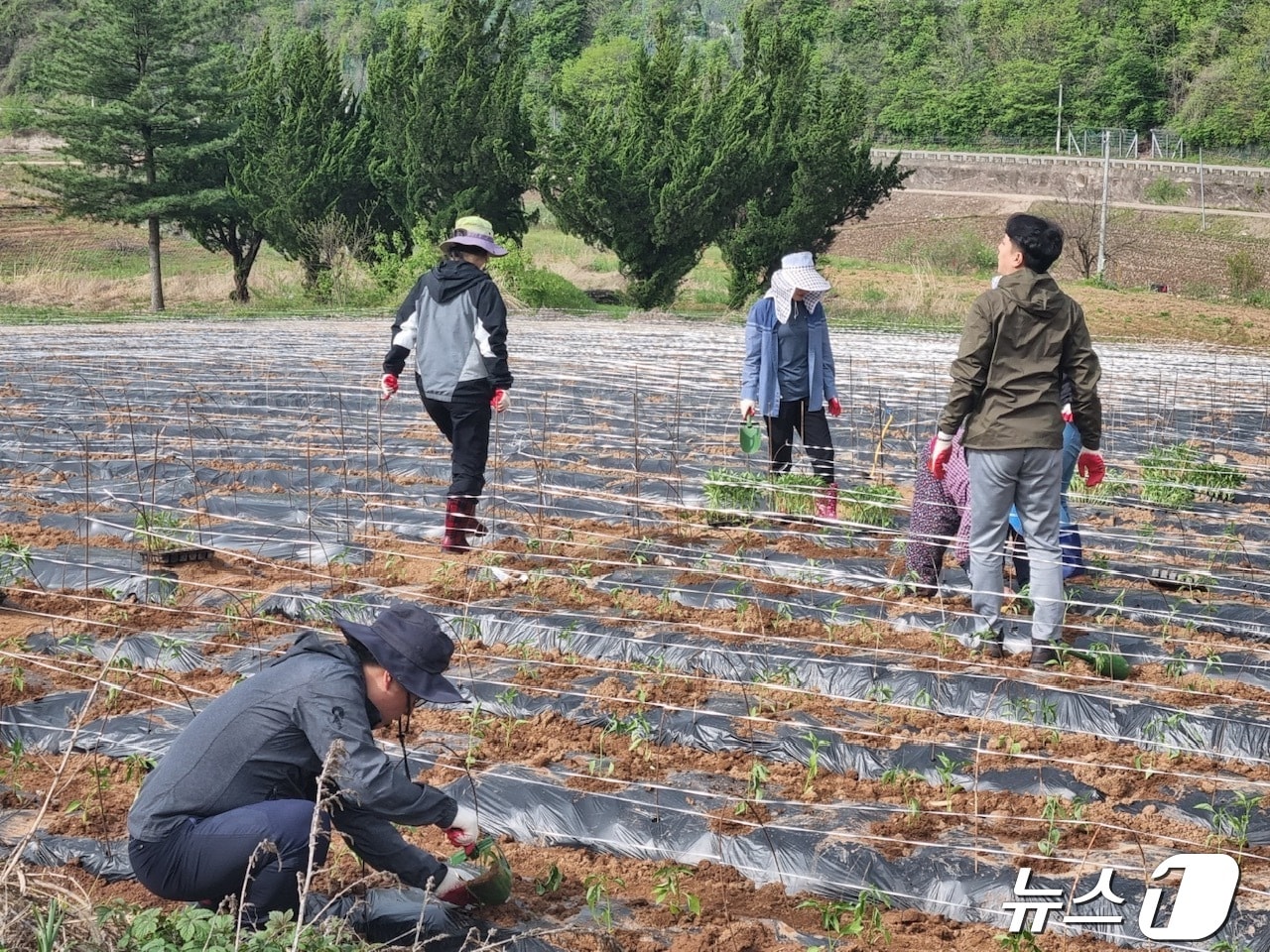 경북 영양군 직원들이 영양 고추농사 일손돕기에 나섰다.&#40;영양군 제공&#41;