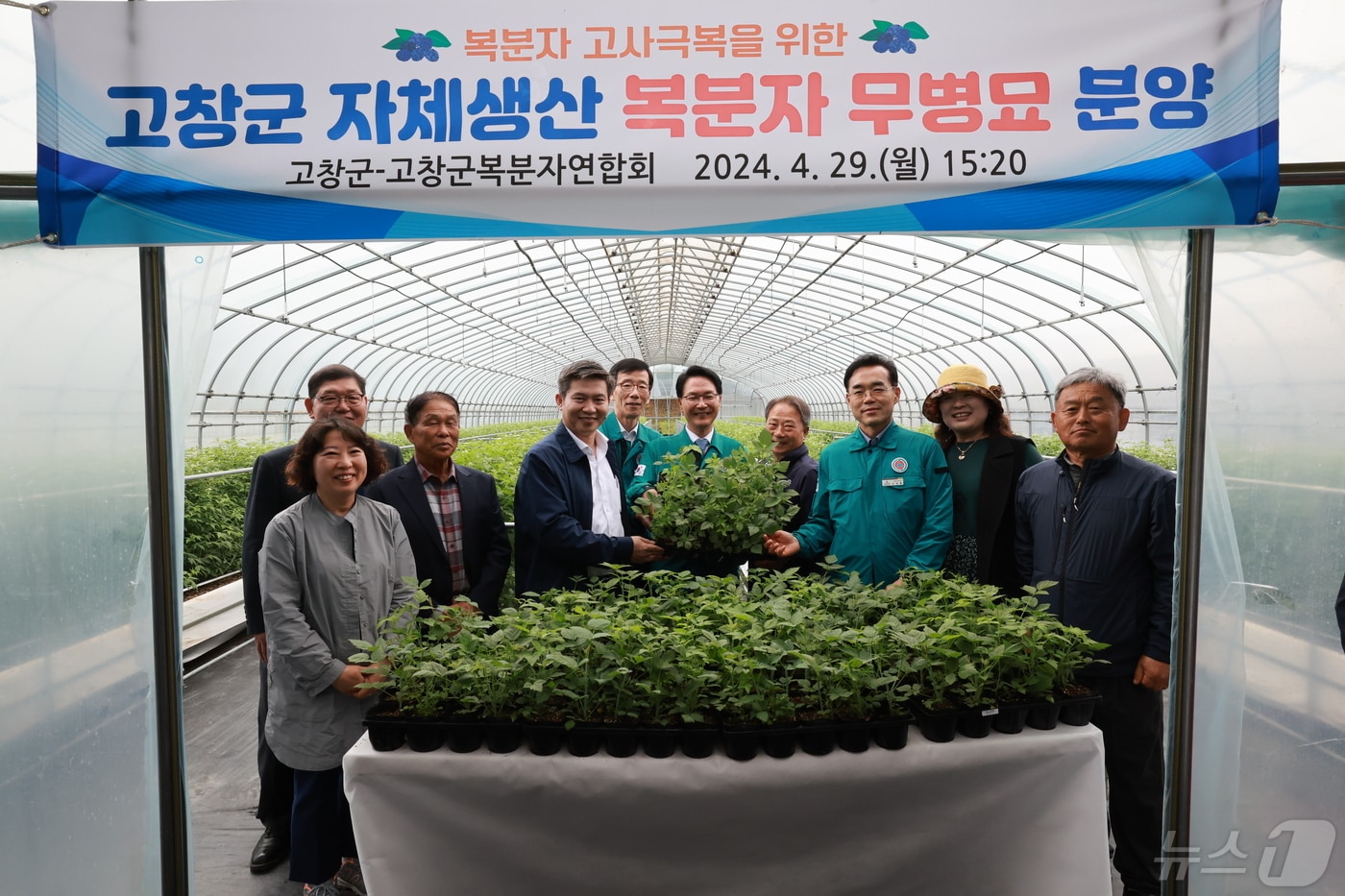 고창군 자체생산 복분자 무병묘 분양&#40;고창군 제공&#41;2024.4.29/뉴스1 