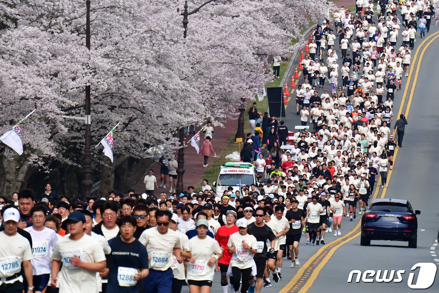 제31회 경주벚꽃마라톤대회 모습. (뉴스 1자료, 재판매 및 DB금지) ⓒ 뉴스1 최창호 기자