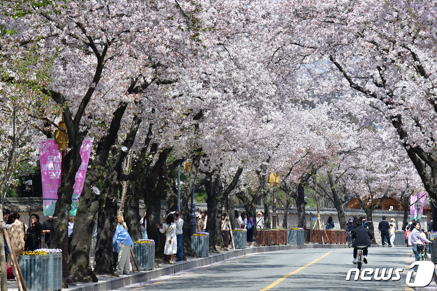 경북 경주시 대릉원 돌담길에 핀 벚꽃. ⓒ 뉴스1 최창호 기자