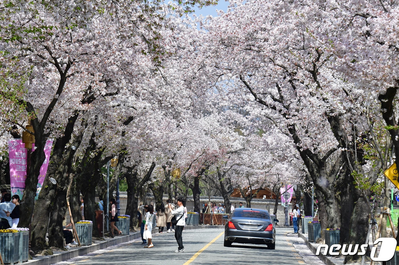 벚꽃 명소로 알려진 경북 경주시 대릉원 돌담길을 찾은 관광객들이 벚꽃길을 따라 걷는 모습.(뉴스1 자료, 재판매 및 DB 금지)