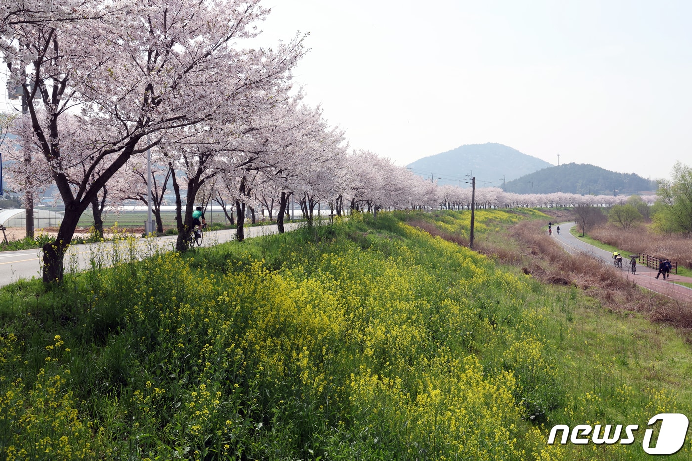 따뜻한 봄날씨를 보인 7일 광주 서구 서창들녁에 벚꽃과 유채꽃이 한창인 가운데 자전거를 즐기는 시민들이 지나가고 있다. 2024.4.7/뉴스1 ⓒ News1 김태성 기자