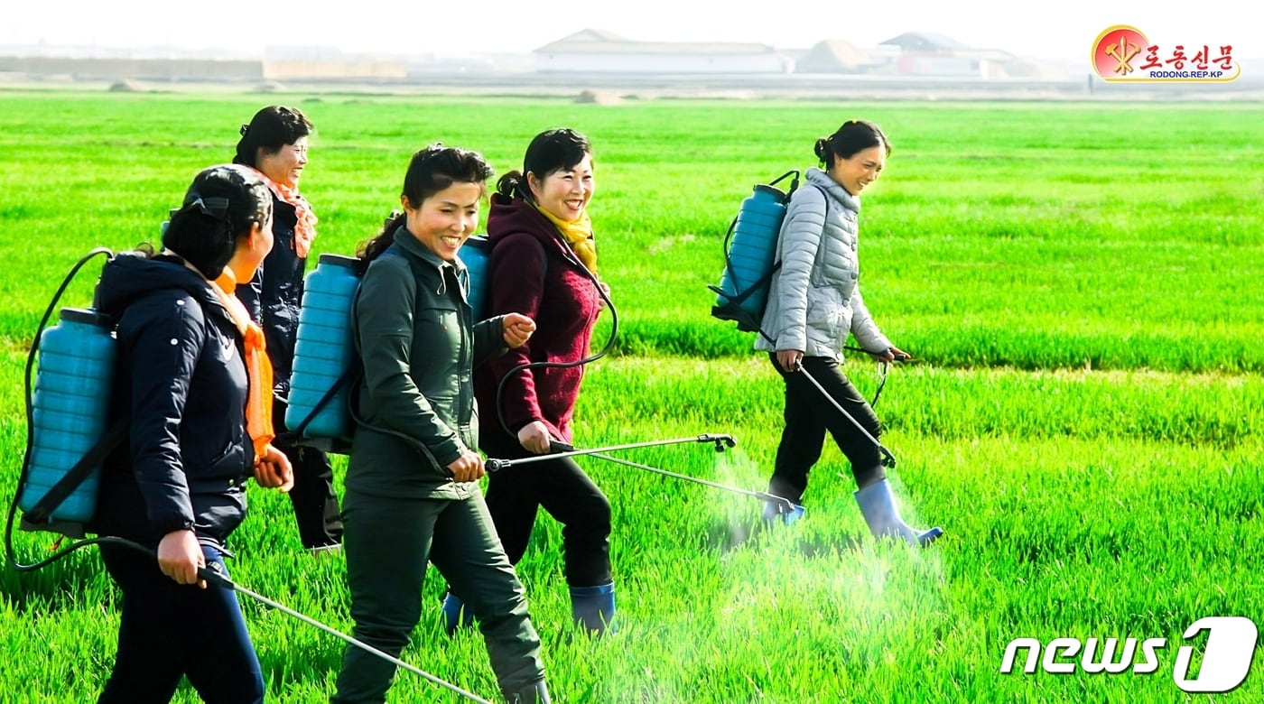 (평양 노동신문=뉴스1) = 북한 노동당 기관지 노동신문은 9일 씨뿌리기, 모판관리, 논밭갈이 등 영농사업에 박차를 가하여 올해 수확량을 확대할 것을 촉구했다. 사진은 비배관리 중인 재령군 복지농장 농장원들. [국내에서만 사용가능. 재배포 금지. DB 금지. For Use Only in the Republic of Korea. Redistribution Prohibited] rodongphoto@news1.kr