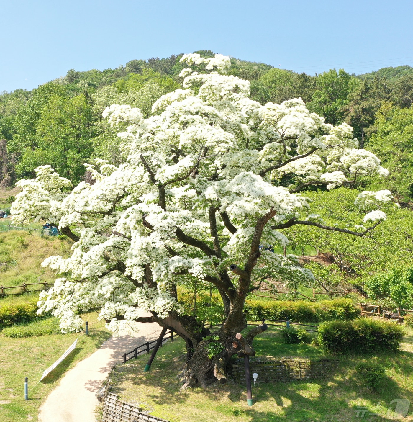  김해시 주촌면 천연기념무로 지정된 국내 최고령 이팝나무&#40;김해시 제공&#41;