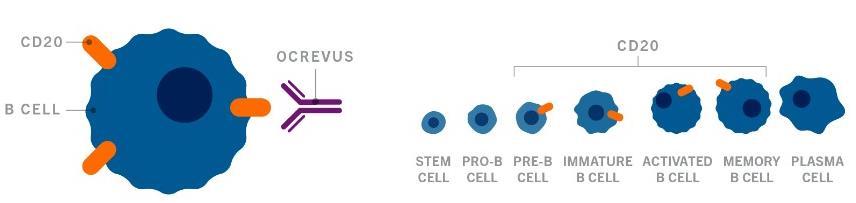 한국로슈의 다발성 경화증 치료제 희귀의약품 '오크레부스주'(오크렐리주맙)(식약처 자료)/뉴스1ⓒ 뉴스1 