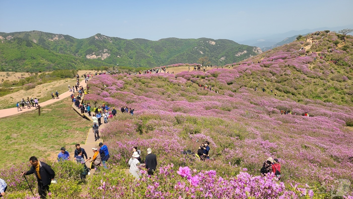 합천 황매산 철쭉제&#40;합천군 제공&#41;.