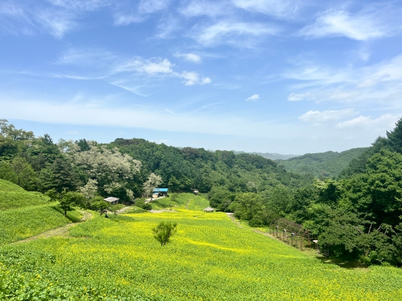 청주시 상당구 낭성면 추정리 유채꽃밭