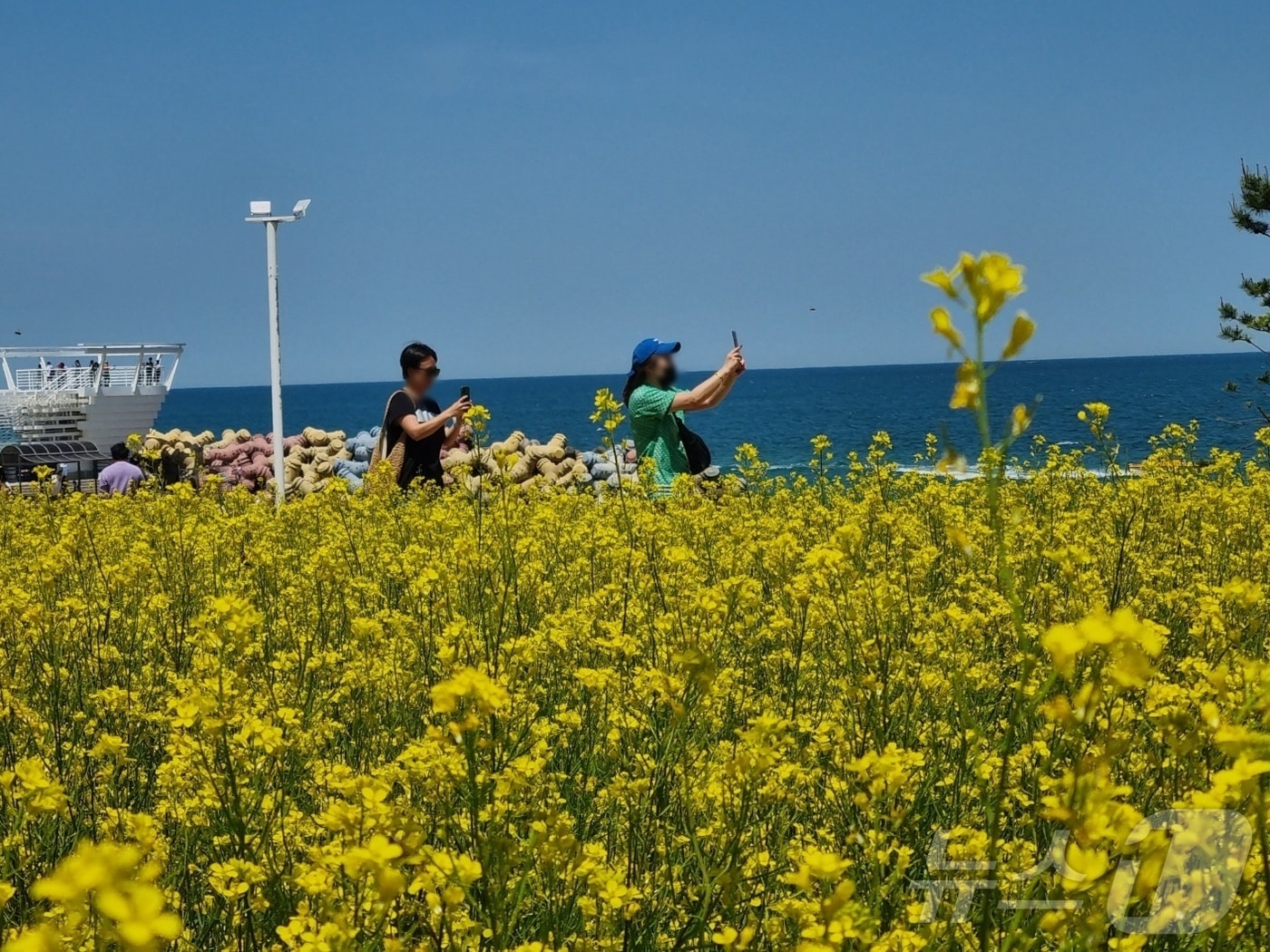 봄철 사근진 유채꽃밭.&#40;뉴스1 DB&#41;1 ⓒ News1 윤왕근 기자