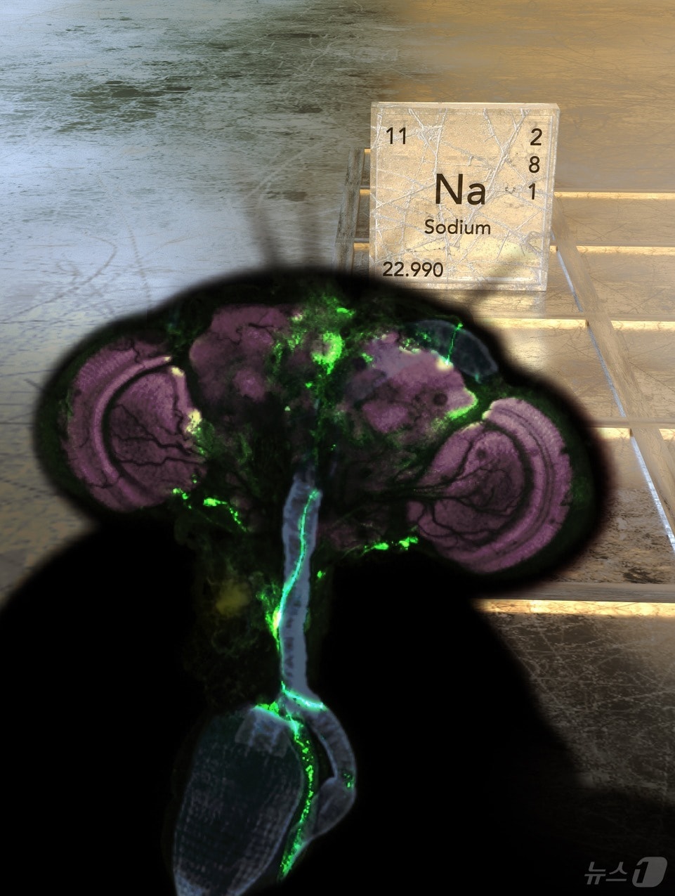 스크리닝을 통해 나트륨을 직접 인지하는 초파리의 장내 신경세포를 발견.(KAIST 제공)/뉴스1