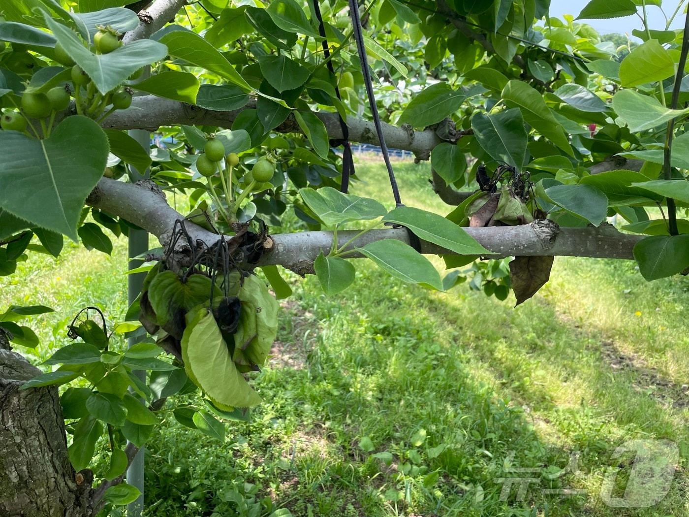 과수화상병이 발생한 강원 홍천의 한 배나무 농가.(강원도농업기술원 제공)