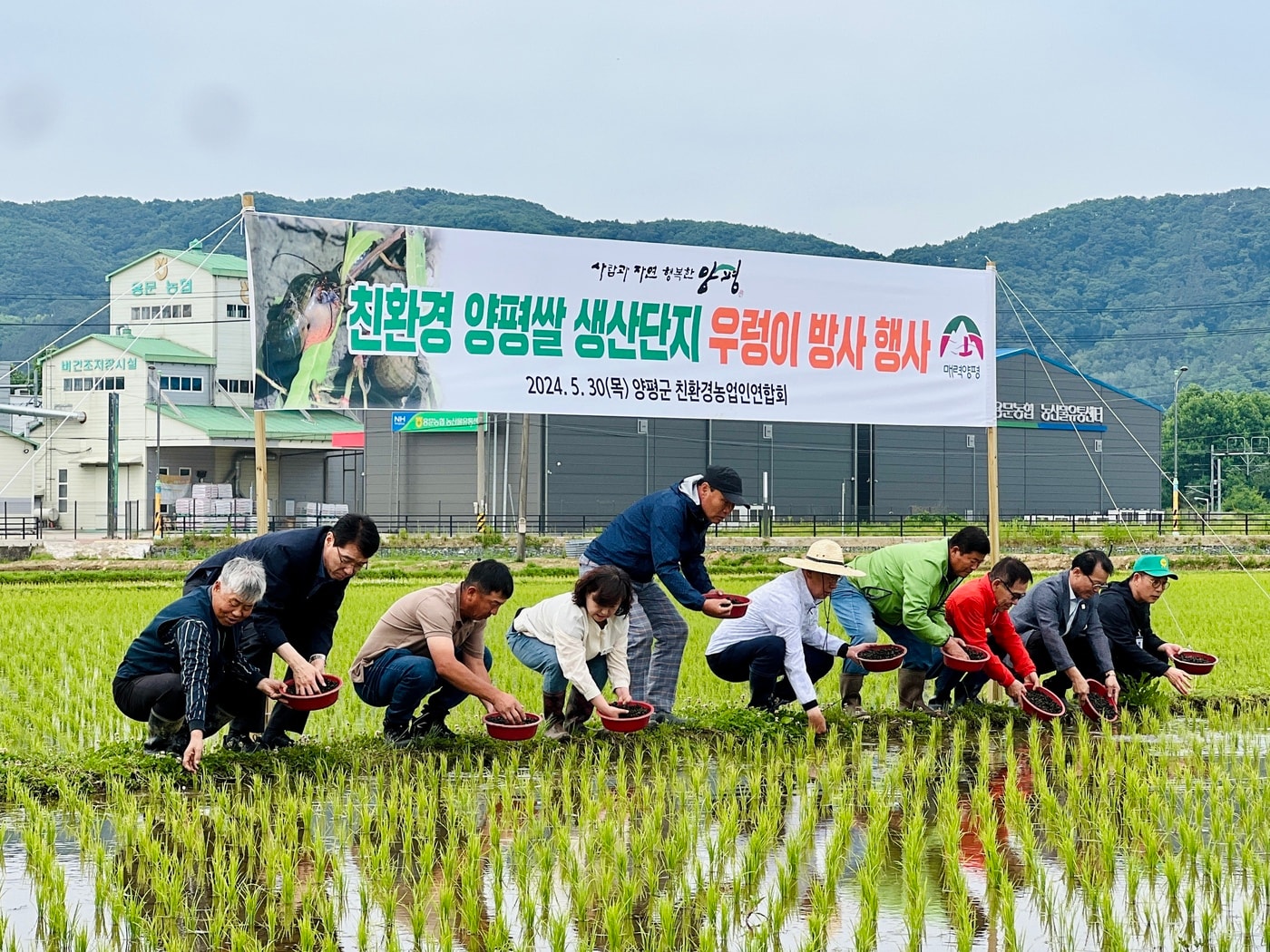 경기 양평군 친환경 벼 재배 농가에 왕우렁이가 방사되고 있다. (양평군 제공)2024.05.31./뉴스1