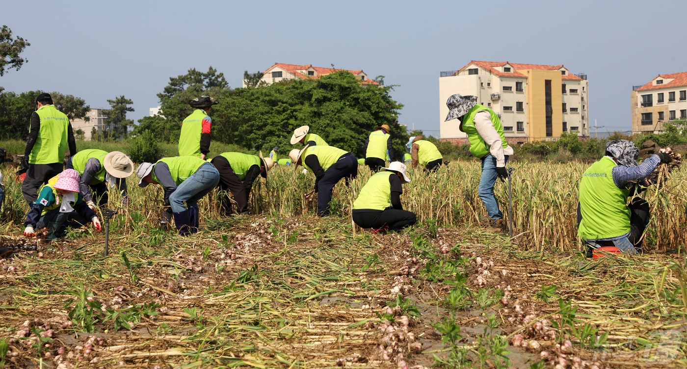 제주 서귀포시 대정읍의 한 마늘 밭에서 제주농협 등 자원봉사자들이 수확작업을 돕고 있다.2024.5.7./뉴스1 ⓒ News1 오미란 기자
