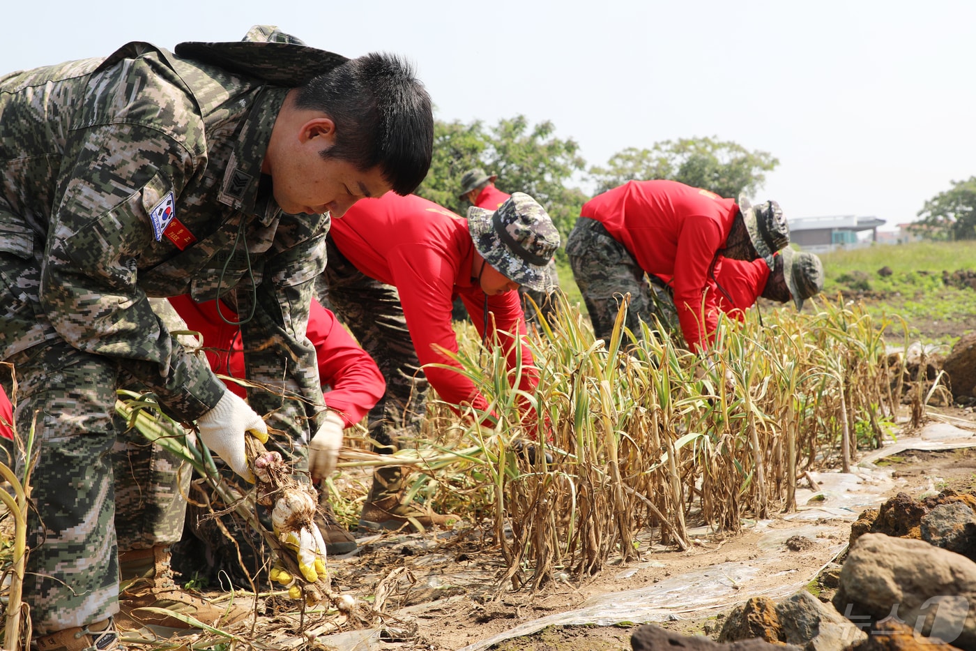 제주 서귀포시 대정읍의 한 마늘 농가에서 해병대 제9여단 등 자원봉사자들이 수확작업을 돕고 있다.2024.5.7./뉴스1 ⓒ News1 오미란 기자