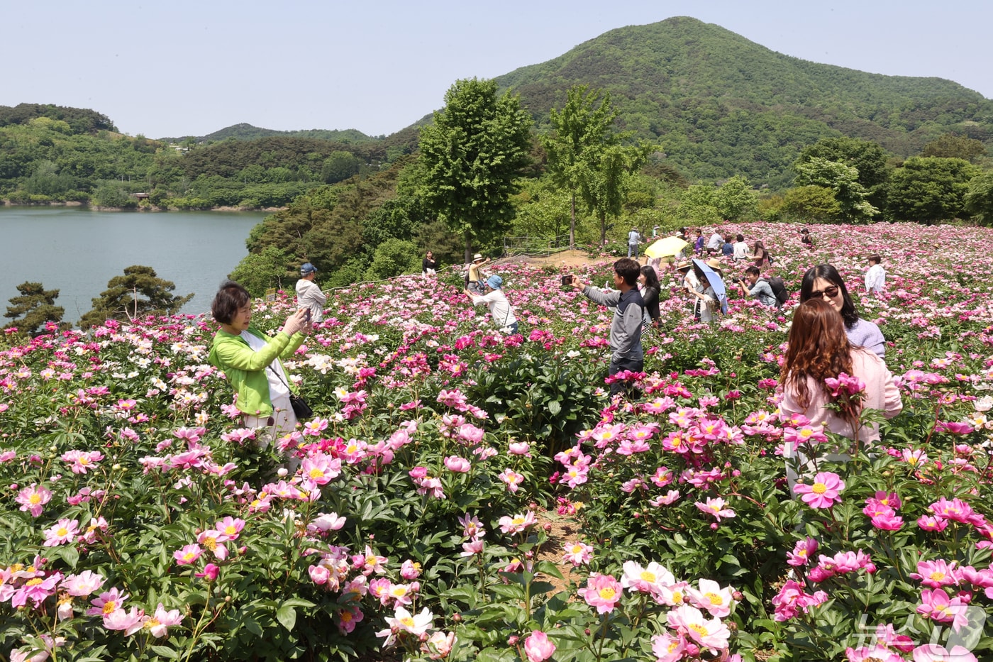 9일 전북 임실군 운암면 운종리에 작약꽃이 만발해 관광객들의 시선을 사로잡고 있다. &#40;임실군청 제공&#41; 2024.5.9/뉴스1