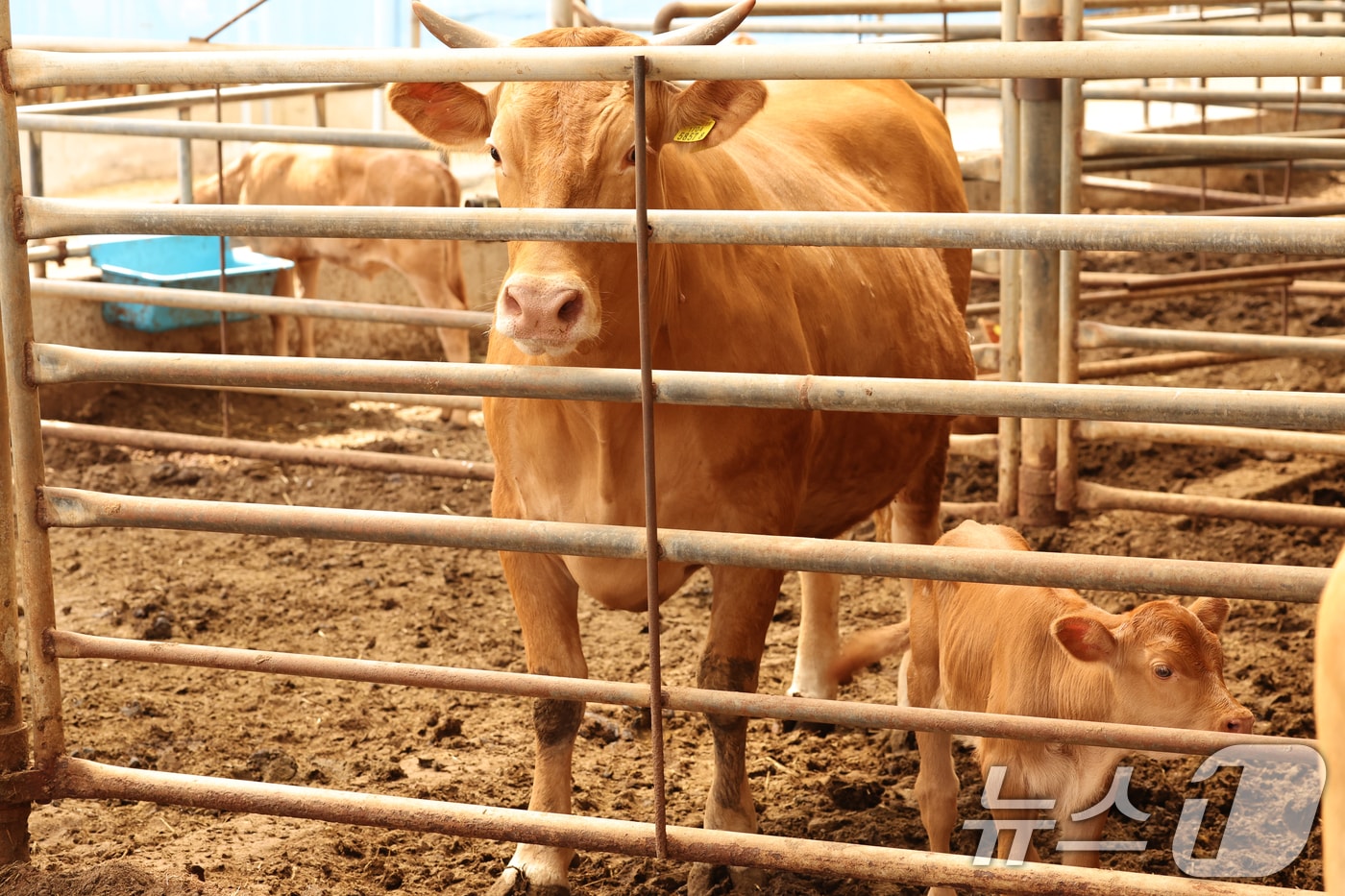 12일 전남 영암군 신북면 한 한우농가에서 소들이 축사를 거닐고 있다.(사진은 기사 내용과 무관함) 2024.6.12/뉴스1 ⓒ News1 김태성 기자