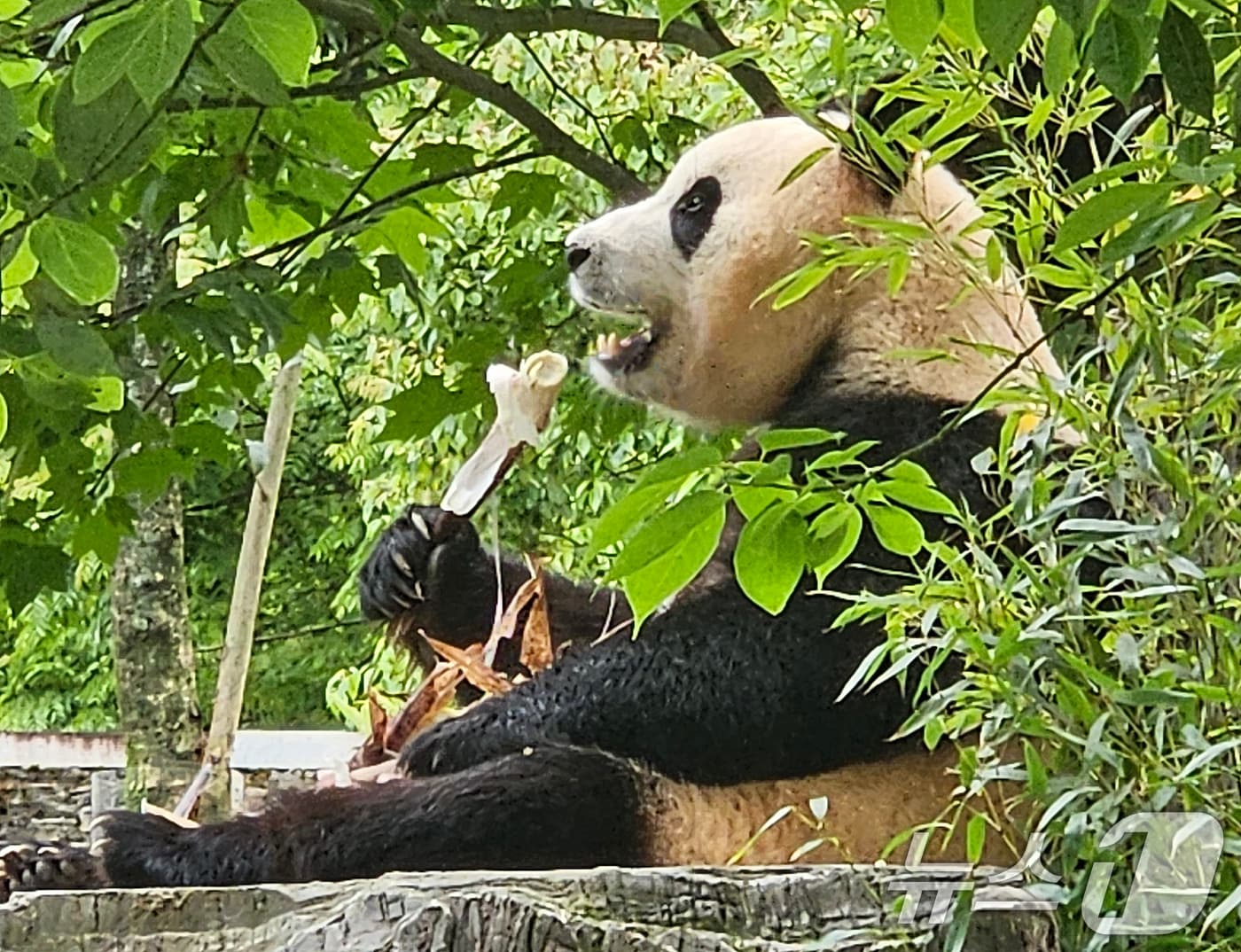 지난해 6월 12일&#40;현지시간&#41; 중국 청두 쓰촨 워룽 선수핑 기지에서 자이언트 판다 푸바오가 언론과 일반에 공개되고 있다. 2024.6.12/뉴스1 ⓒ News1 정은지 특파원