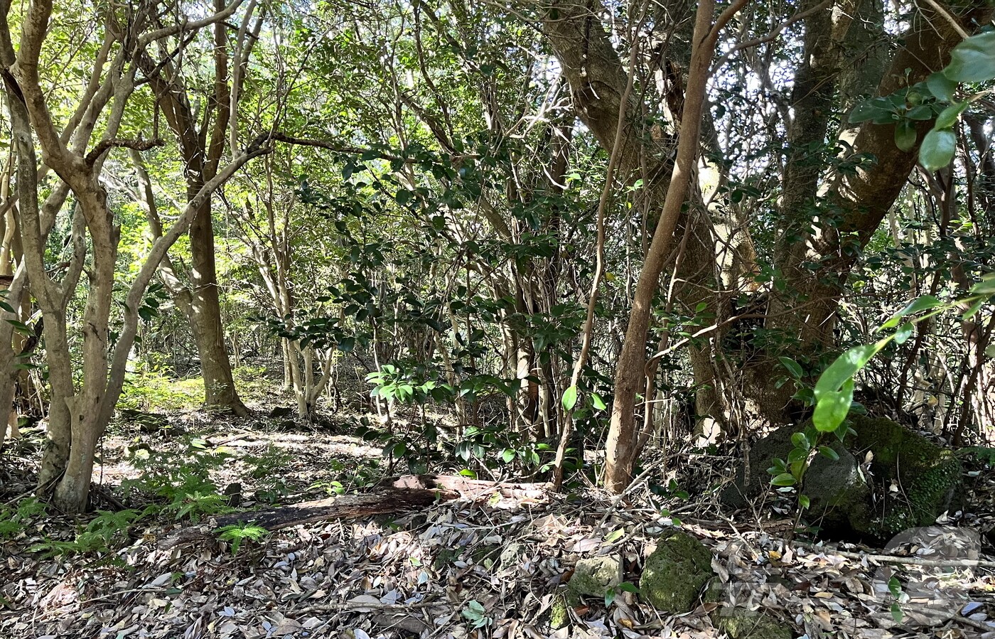 제주고사리삼 군락 자생지(제주곶자왈공유화재단 제공)/뉴스1