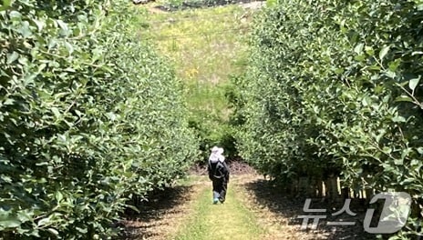 강원 평창군의 과수화상병 예방활동 자료사진. (평창군 제공) 2024.6.12/뉴스1
