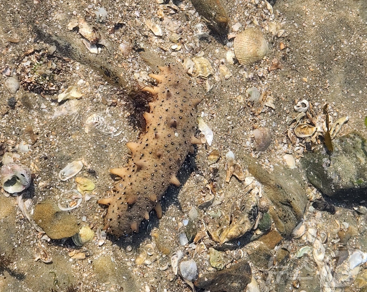 해삼 모습. /뉴스1