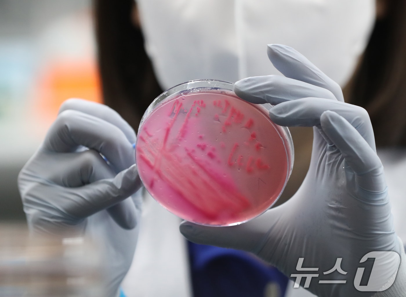 대구시는 올 여름 식중독 예방을 위해 오는 20일까지 유관기관 합동점검을 실시한다. 사진은 식중독균 배양검사를 하는 모습. 뉴스1 ⓒ News1 자료 사진