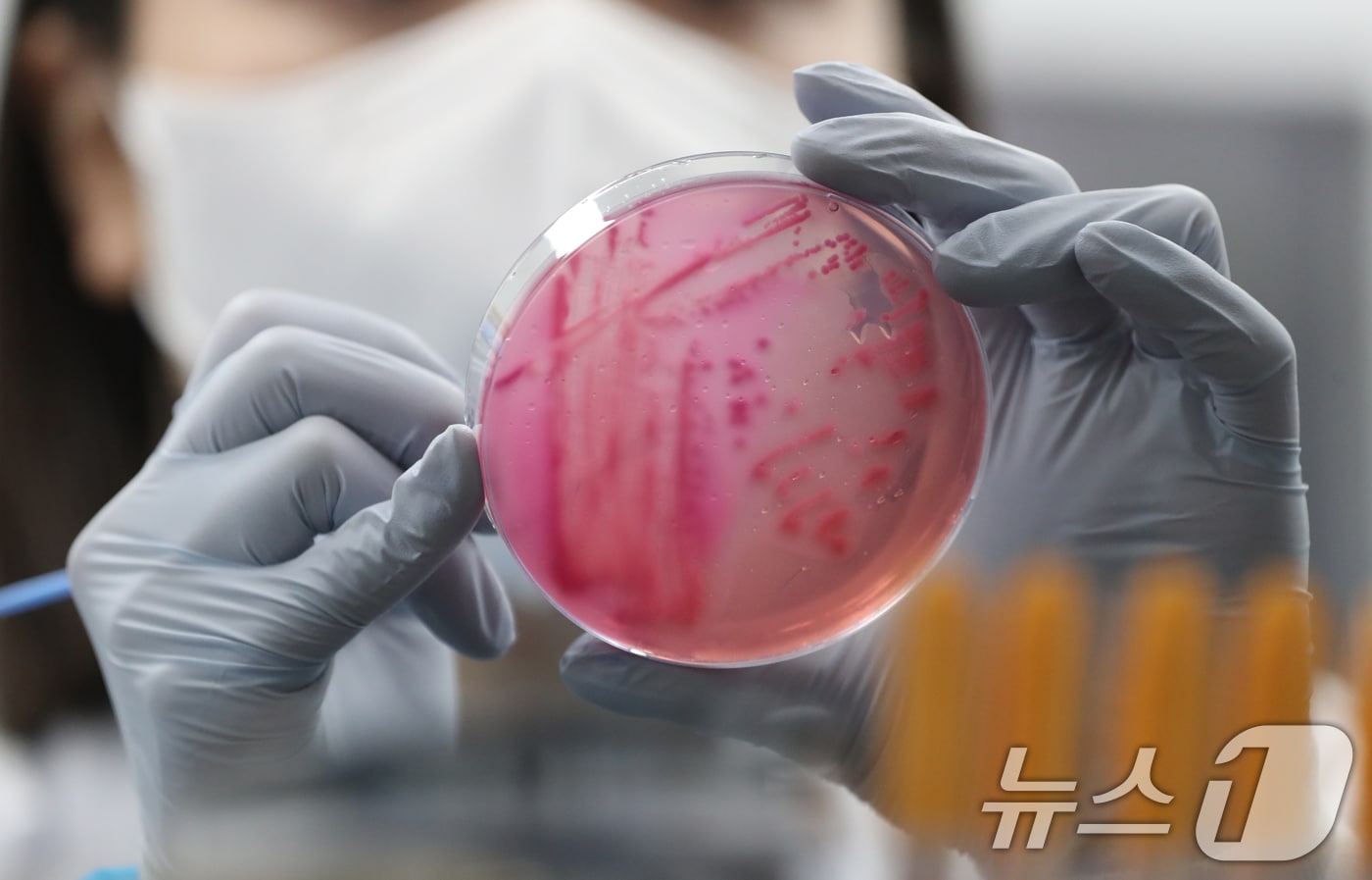 식중독균 배양검사 장면(자료사진)/뉴스1 ⓒ News1 