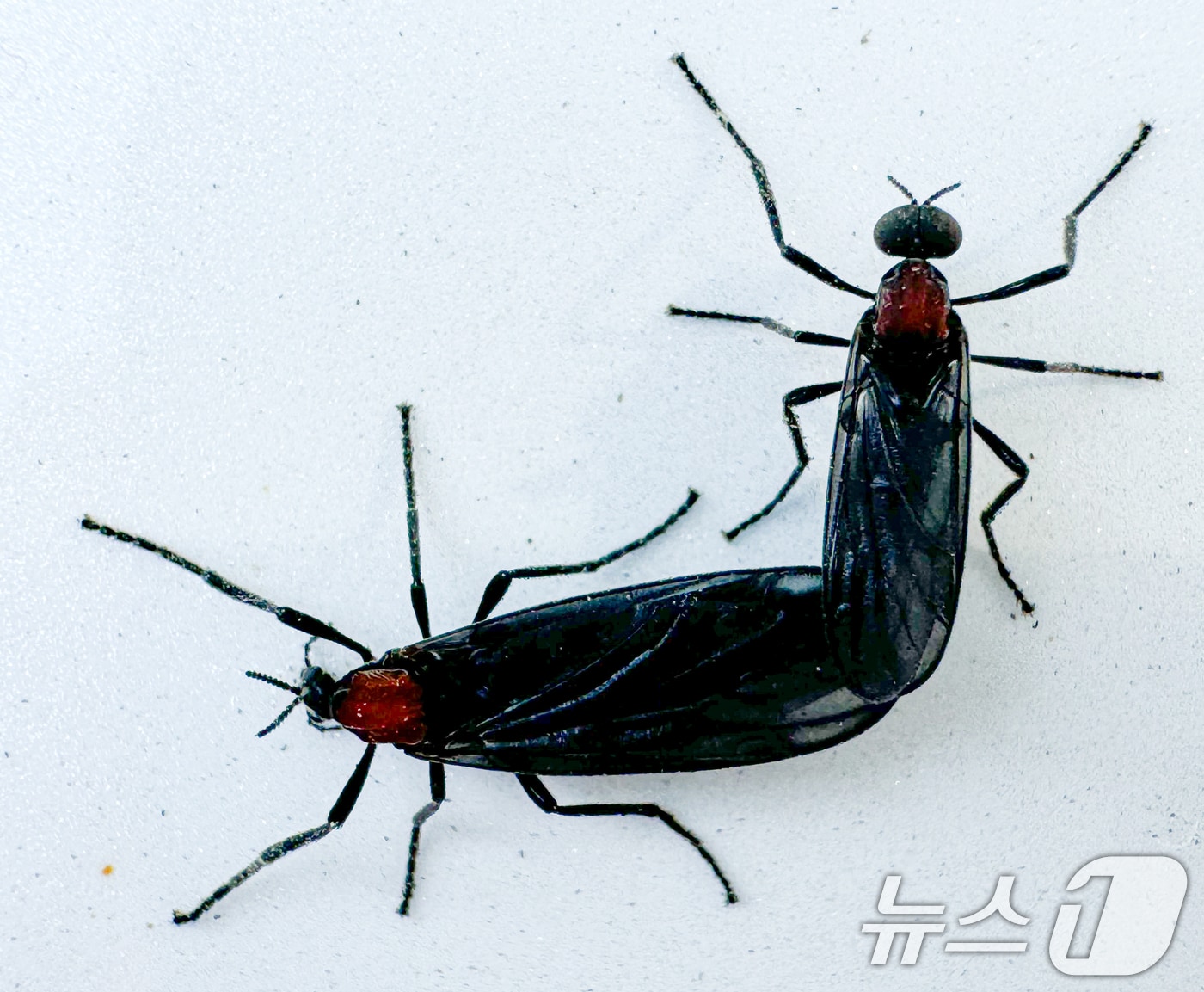 일명 '러브버그'로 알려진 붉은등우단털파리가 수도권 도심 곳곳에서 기승을 부리고 있다. 2024.6.20/뉴스1 ⓒ News1 이재명 기자