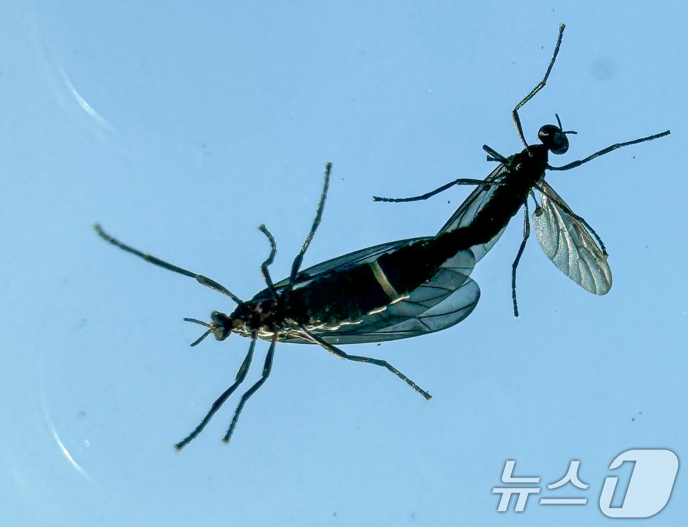 일명 '러브버그'로 알려진 붉은등우단털파리 ⓒ 뉴스1 이재명 기자