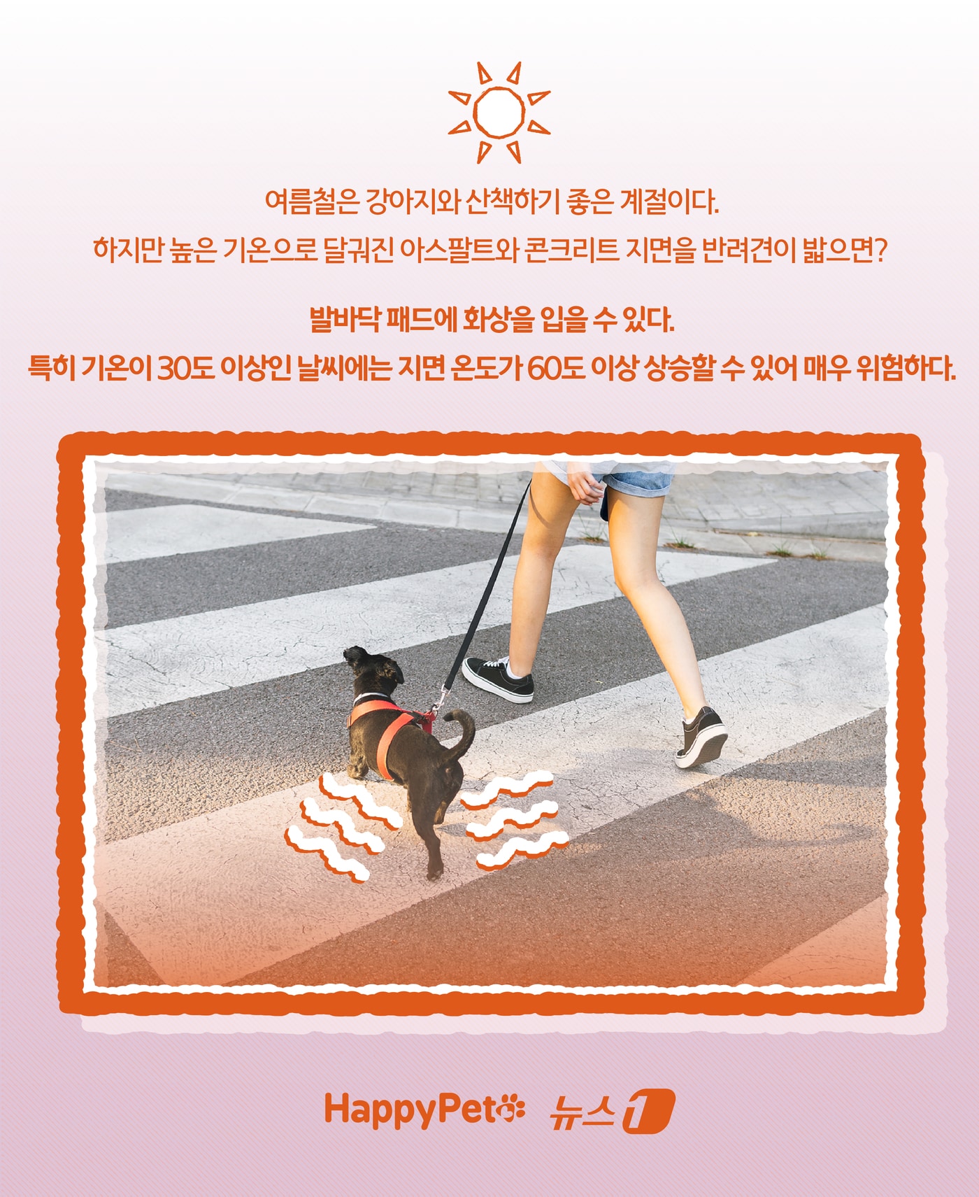 '신발 신겨도 될까?'… 여름철 반려견 발바닥 화상 예방법 ⓒ News1 윤주희 디자이너