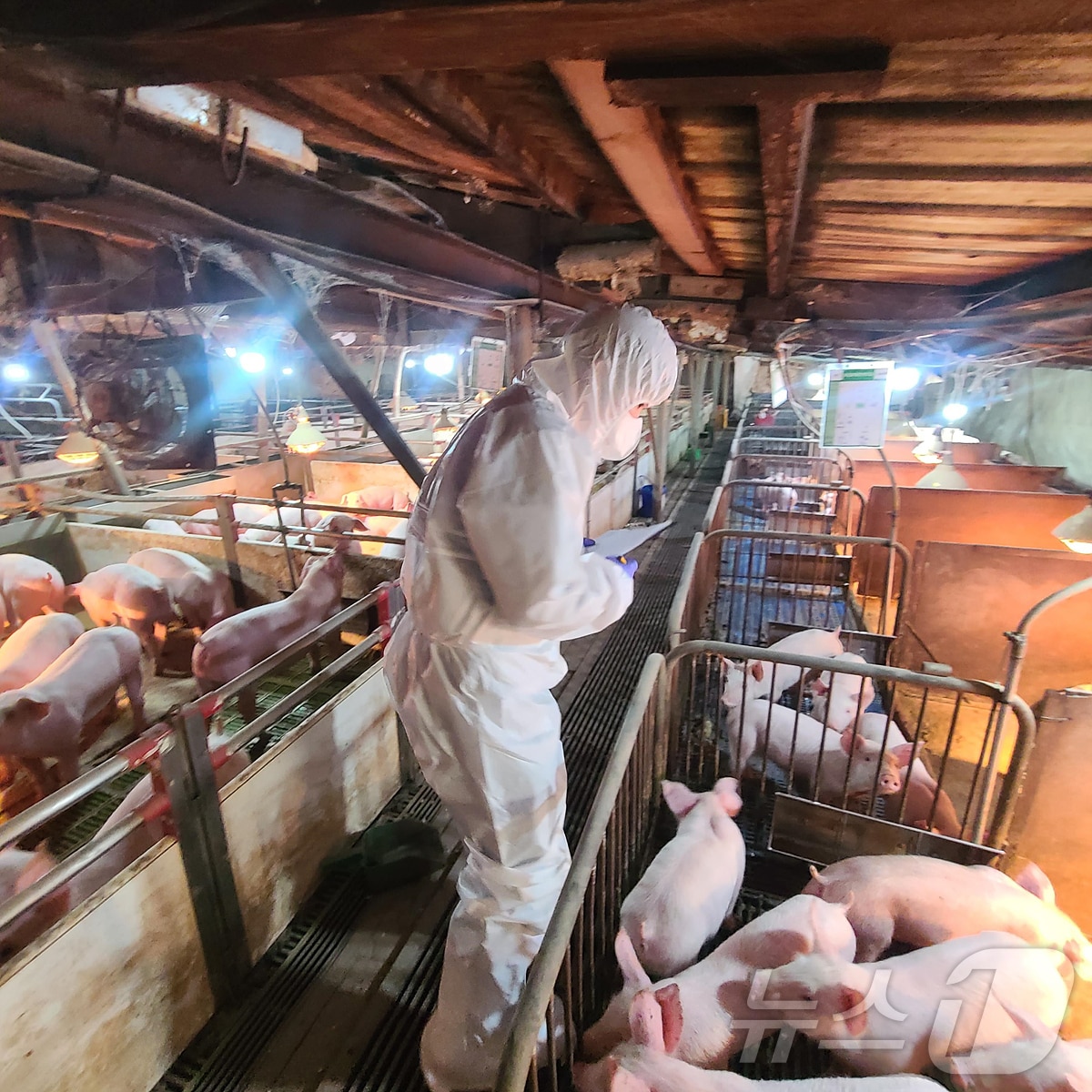 지난 19일 대구 군위군 2곳에서 야생멧돼지가 아프리카돼지열병(ASF)에 감염됐다. 수의사가 돼지사육농장에서 임상검사를 벌이고 있다.(대구시 제공)