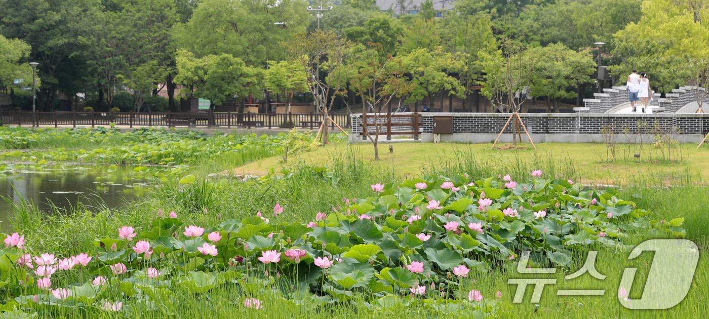 전북자치도 전주시 덕진공원 덕진호에서 연꽃들이 꽃망울을 터뜨리고 있다. 2024.6.24/뉴스1 ⓒ News1 유경석 기자