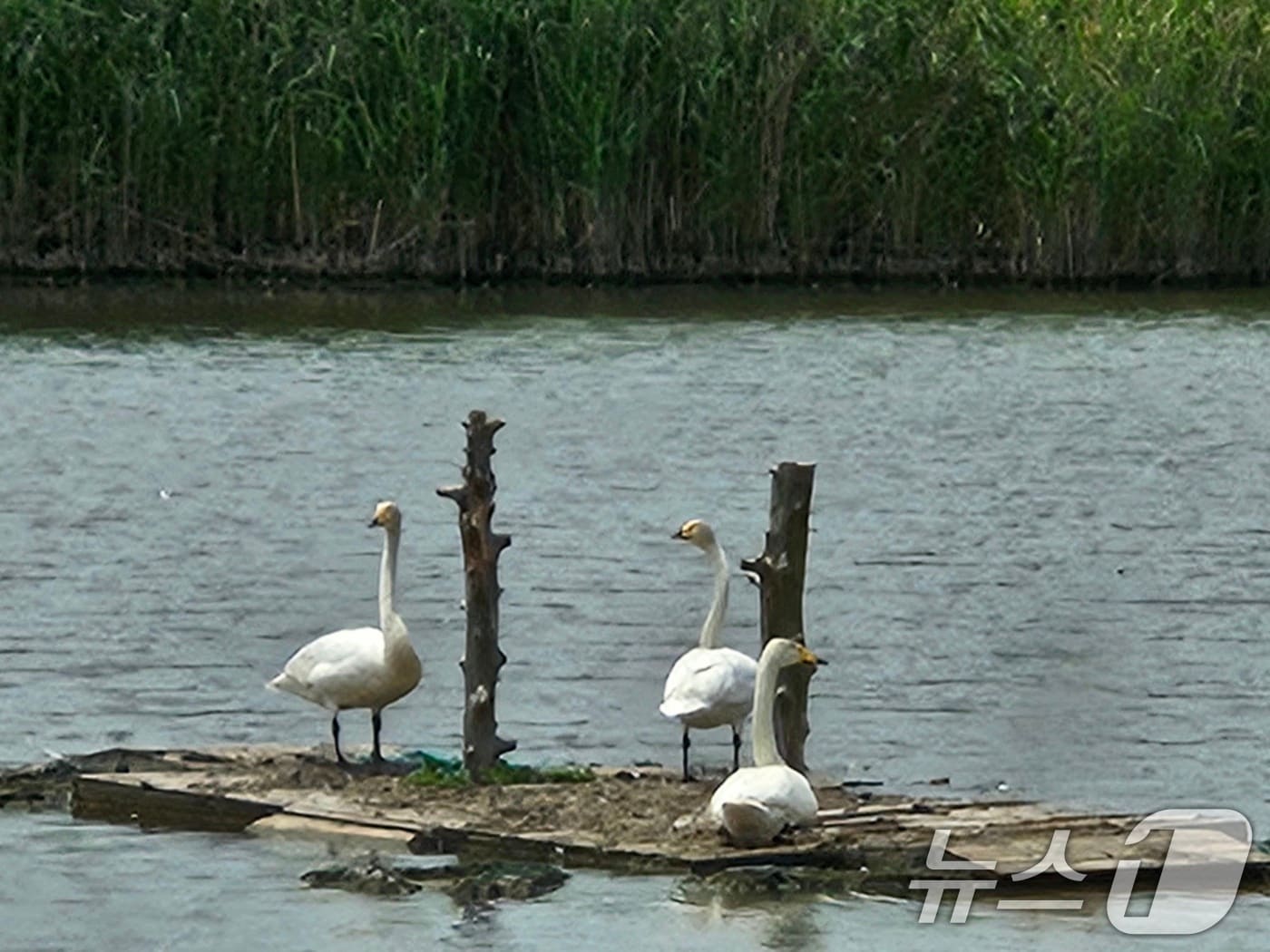낙동강 을숙도 철새공원에 모여 있는 큰고니 세쌍둥이. (에버랜드 제공. 재판매 및 DB 금지)