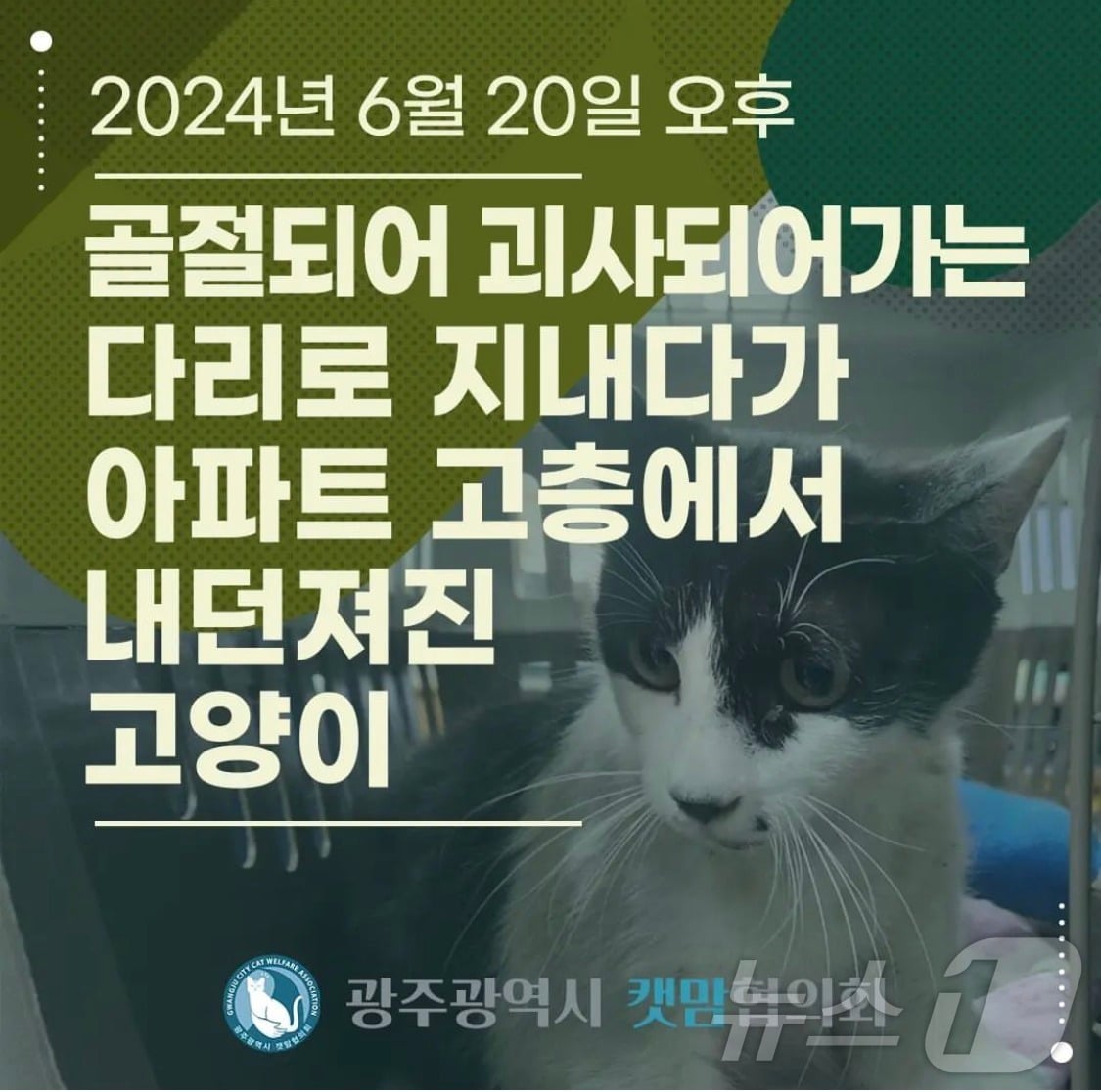 광주광역시 캣맘협의회 SNS에 올라온 카드뉴스의 모습.&#40;SNS 갈무리&#41;2024.6.26/뉴스1