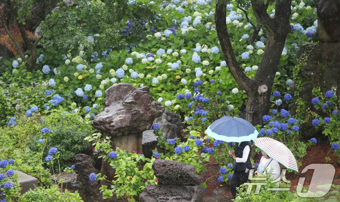 비 내리는 제주/뉴스1