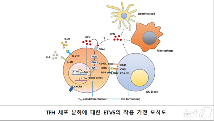 포스텍 생명공학과 이윤태 교수와 통합과정 박지호씨 연구팀이 루푸스 발병 원인 메커니즘을 밝혀냈다. 사진은 TFH 세포 분화에 대한 ETV5의 작용 기전 모식도.(포스텍 제공) 2024.6.27/뉴스1