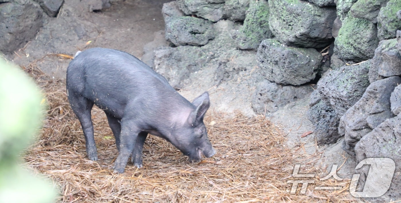제주 흑돼지. ⓒ News1 고동명 기자