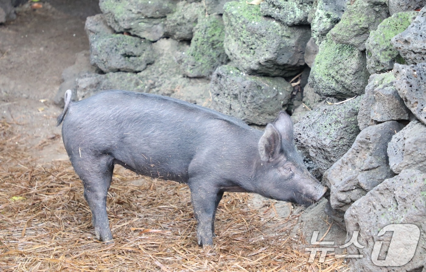 제주 흑돼지/뉴스1 