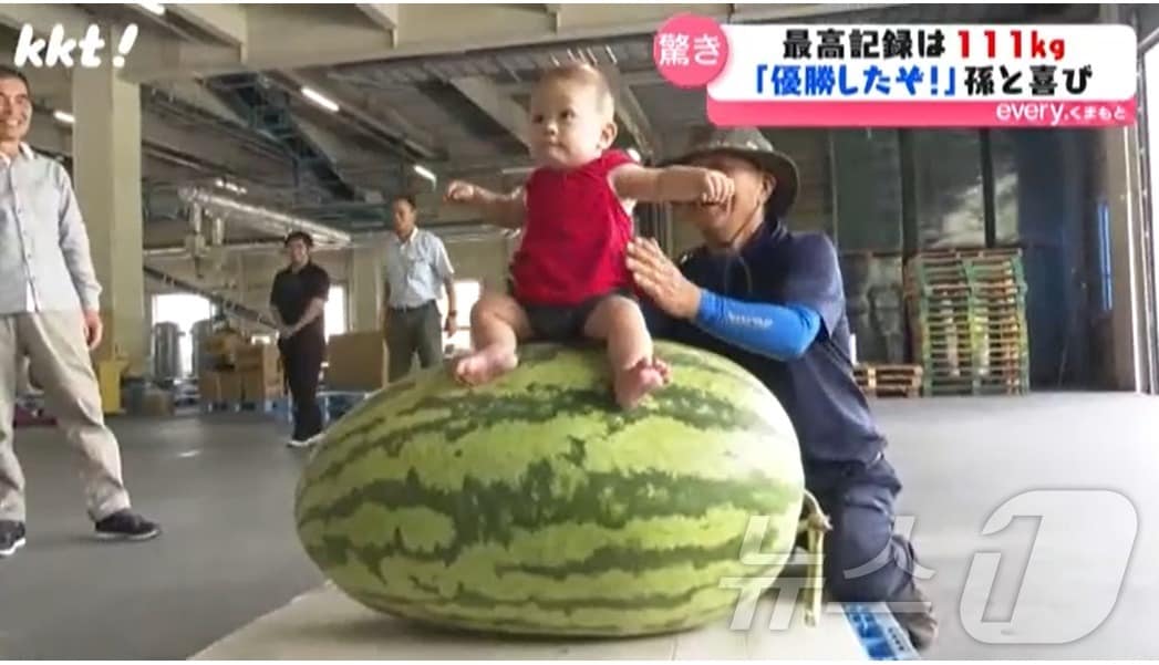 일본에서 열린 '점보 수박' 선발대회에서 무게 111kg의 수박이 1위를 차지했다.(구마모토현민TV 갈무리).