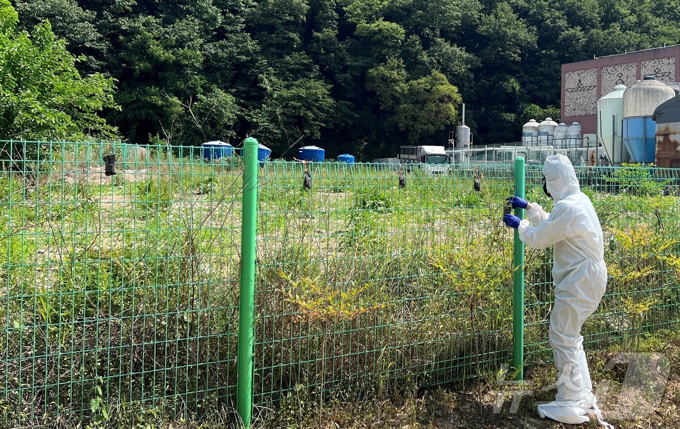 경북도는 13일 아프리카돼지열병 검출이 된 시군 양돈농가에 야생멧돼지 기피제를 보급하고 울타리에 설치하고 있다.