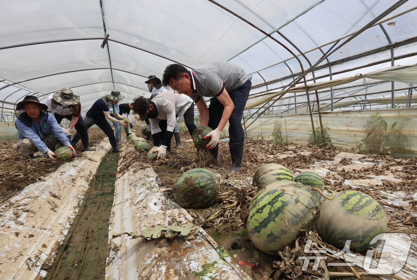 농촌진흥청 직원들이 15일 전북 익산시에 위치한 집중호우 피해 농가를 찾아 복구작업 일손 돕기를 하고 있다. (농촌진흥청제공) 2024.7.15/뉴스1