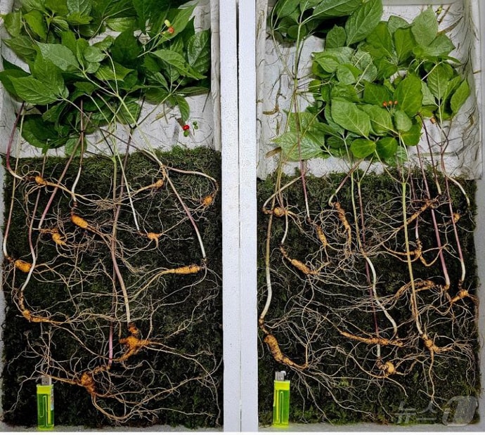 광양 백운산에서 50년근 천종산삼 24뿌리가 발견됐다(한국 심마니협회 제공)2024.7.17/ 