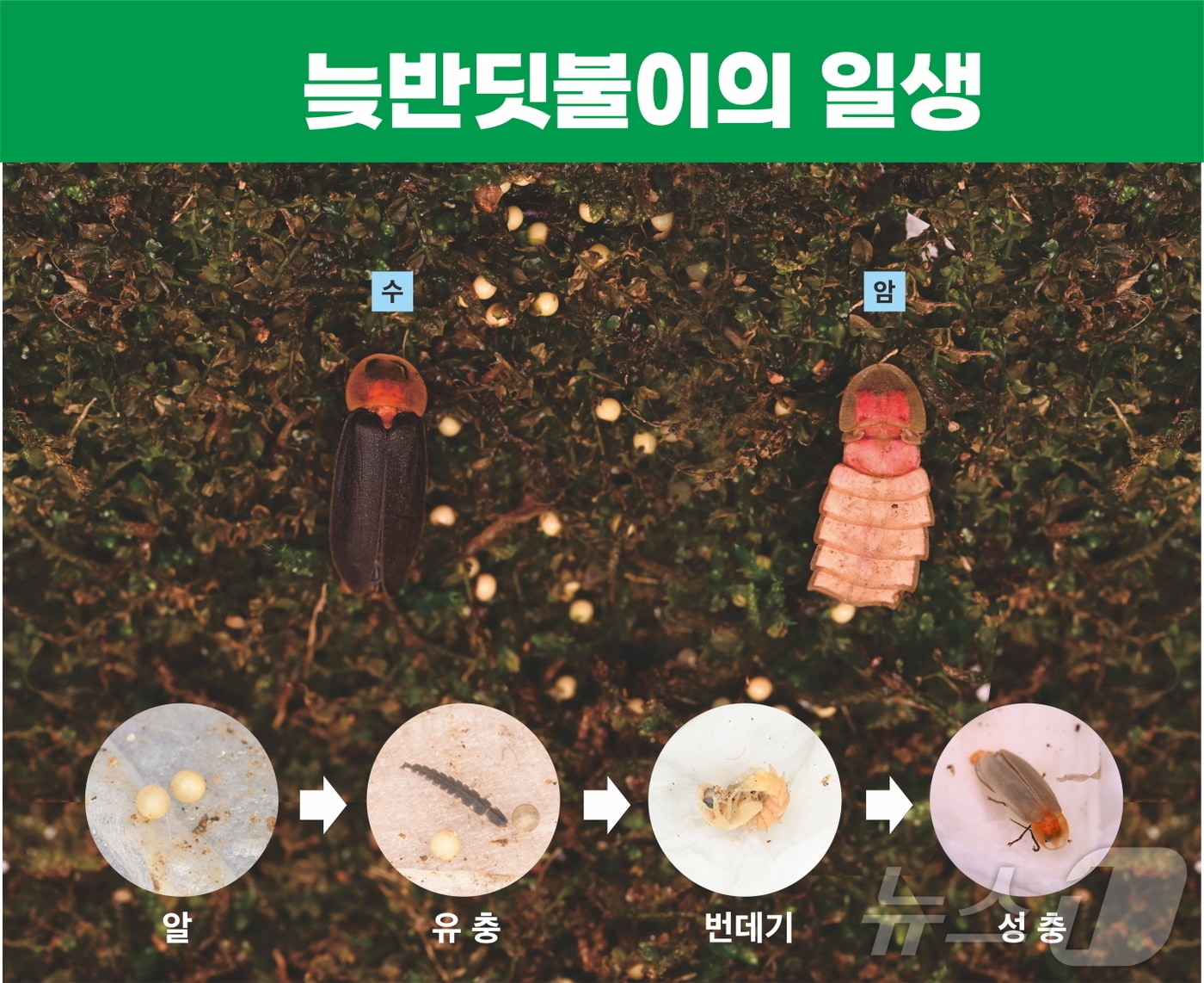 늦반딧불이.&#40;시흥시 제공&#41;