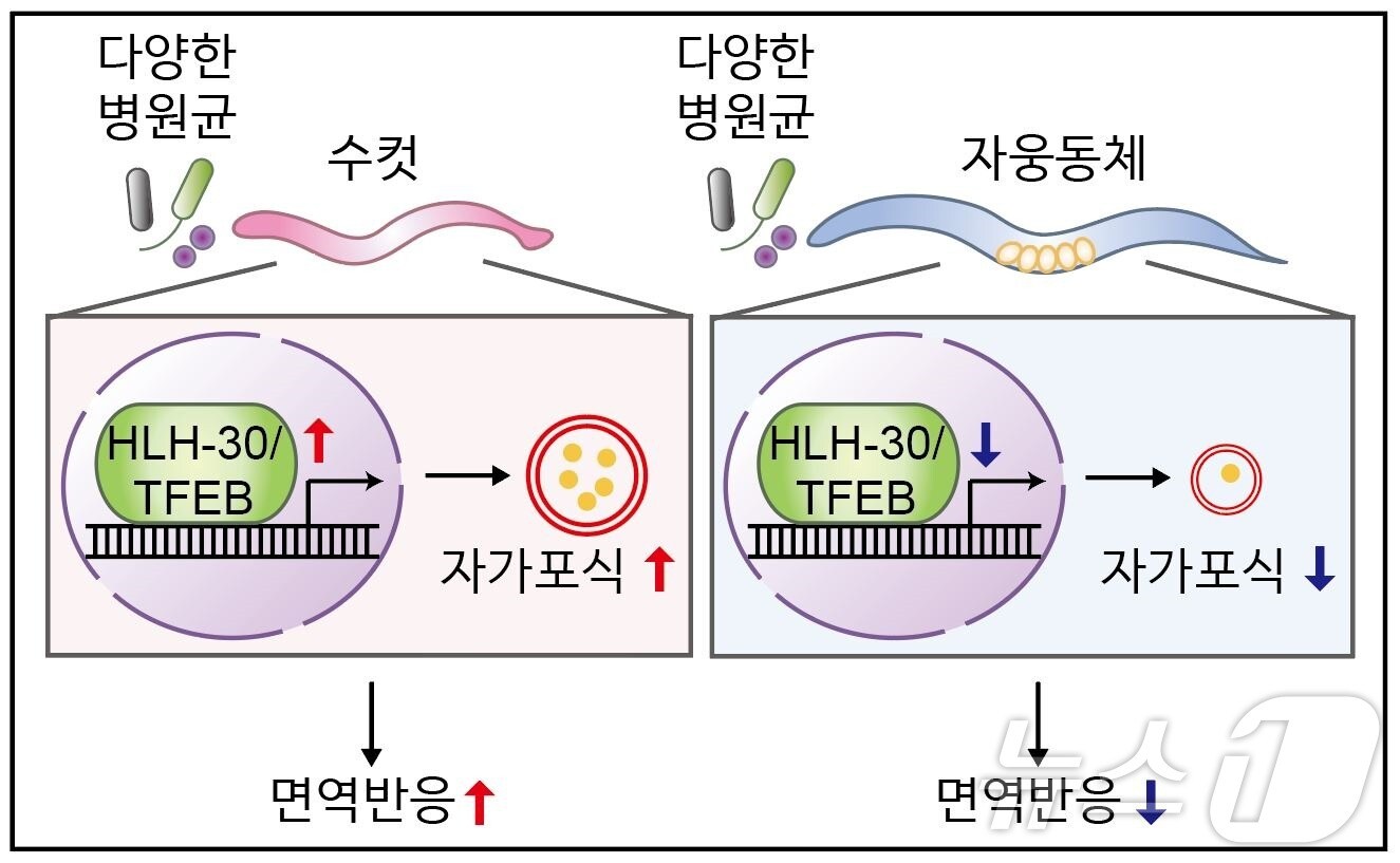연구 모식도.(KAIST 제공)/뉴스1