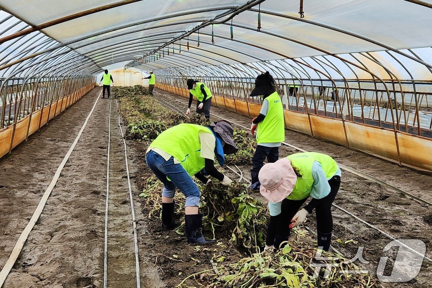농협경제지주 소매체인본부 직원들이 19일 전북 익산 용동면 집중호우 피해 농가에서 수해복구 작업을 하고 있다. &#40;농협 제공&#41; 2024.7.19/뉴스1