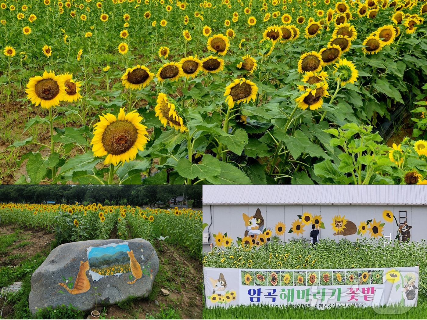경주시 보덕동에 있는 해바라기 밭과 고양이 그림이 그려진 벽화.(경주시 제공) 2024.7.22/뉴스1 