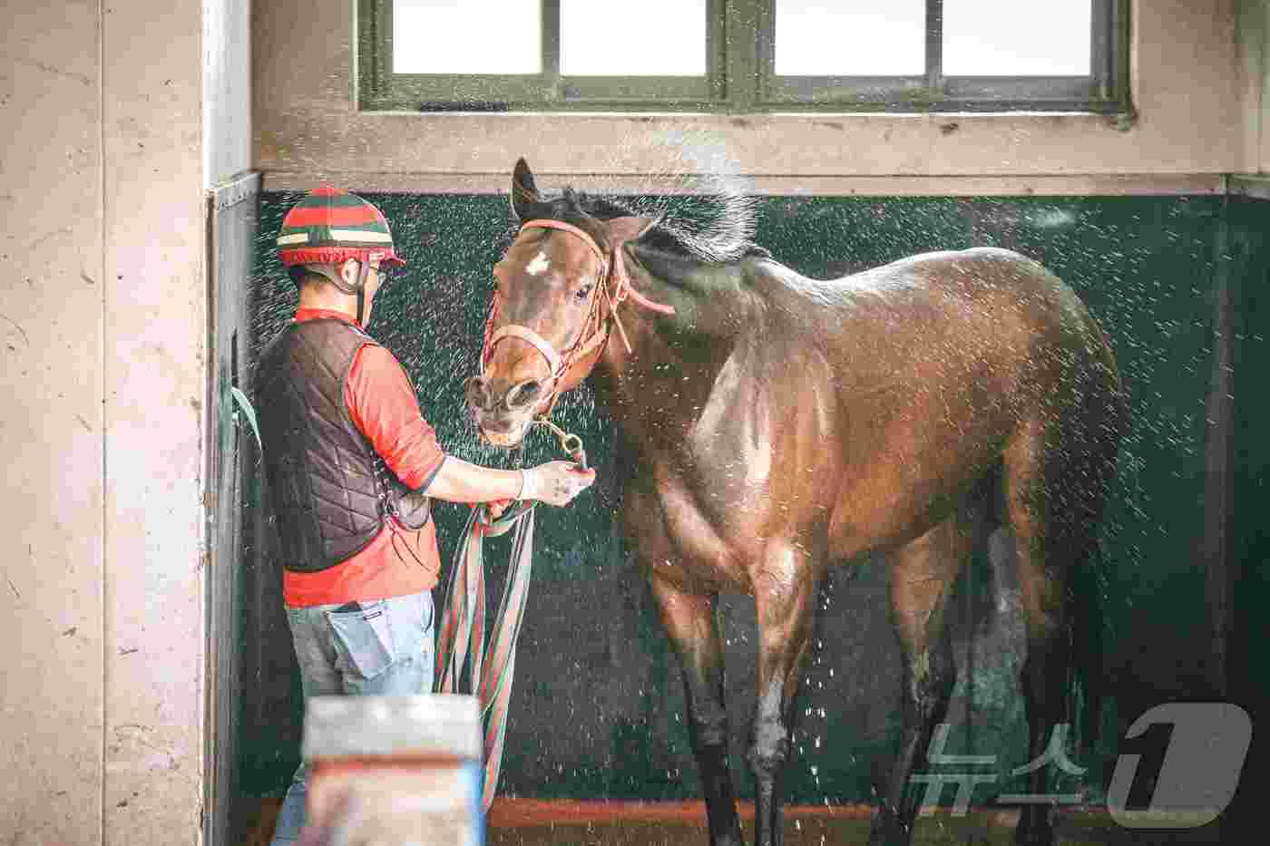 렛츠런파크 부산경남 경주마가 물로 더위를 식히고 있다(렛츠런파크 부산경남 제공)