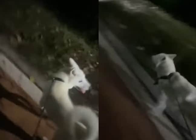 산책 중 괴한이 소리를 지르며 쫓아오자 뒤를 힐끔거리며 달아나는 반려견. (JTBC '사건반장')