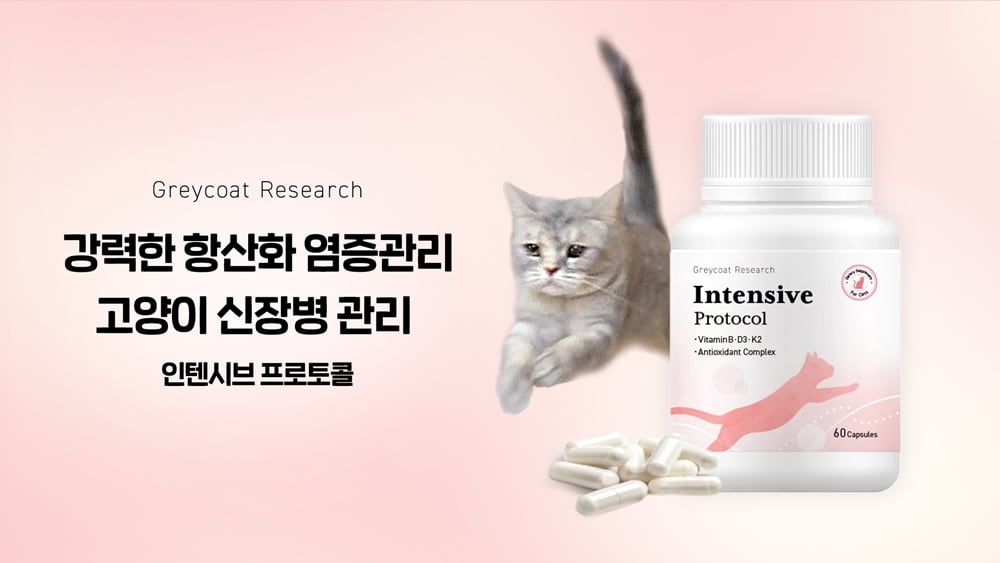 고양이 신장병 관리보조제 '인텐시브 프로토콜' 예약 판매 시작 - 뉴스 썸네일 이미지