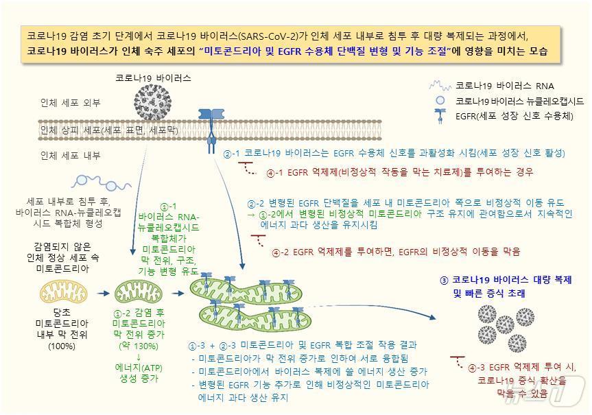 코로나19 바이러스가 인체 숙주 세포의 미토콘드리아 및 EGFR 수용체 단백질 변형 및 기능 조절에 미치는 영향을 보여주는 개략도. (화학연 제공)/뉴스1