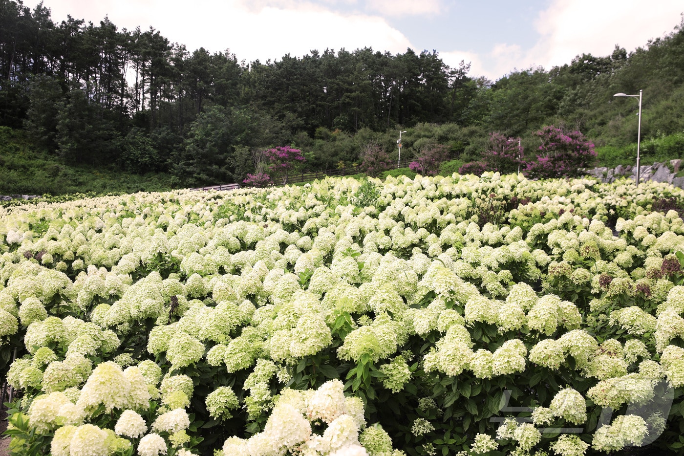 31일 충북 옥천군 이원면 이원로 묘목공원 일대에 심겨진 수국이 하얀 눈을 연상케 하고 있다. (옥천군 제공) /뉴스1