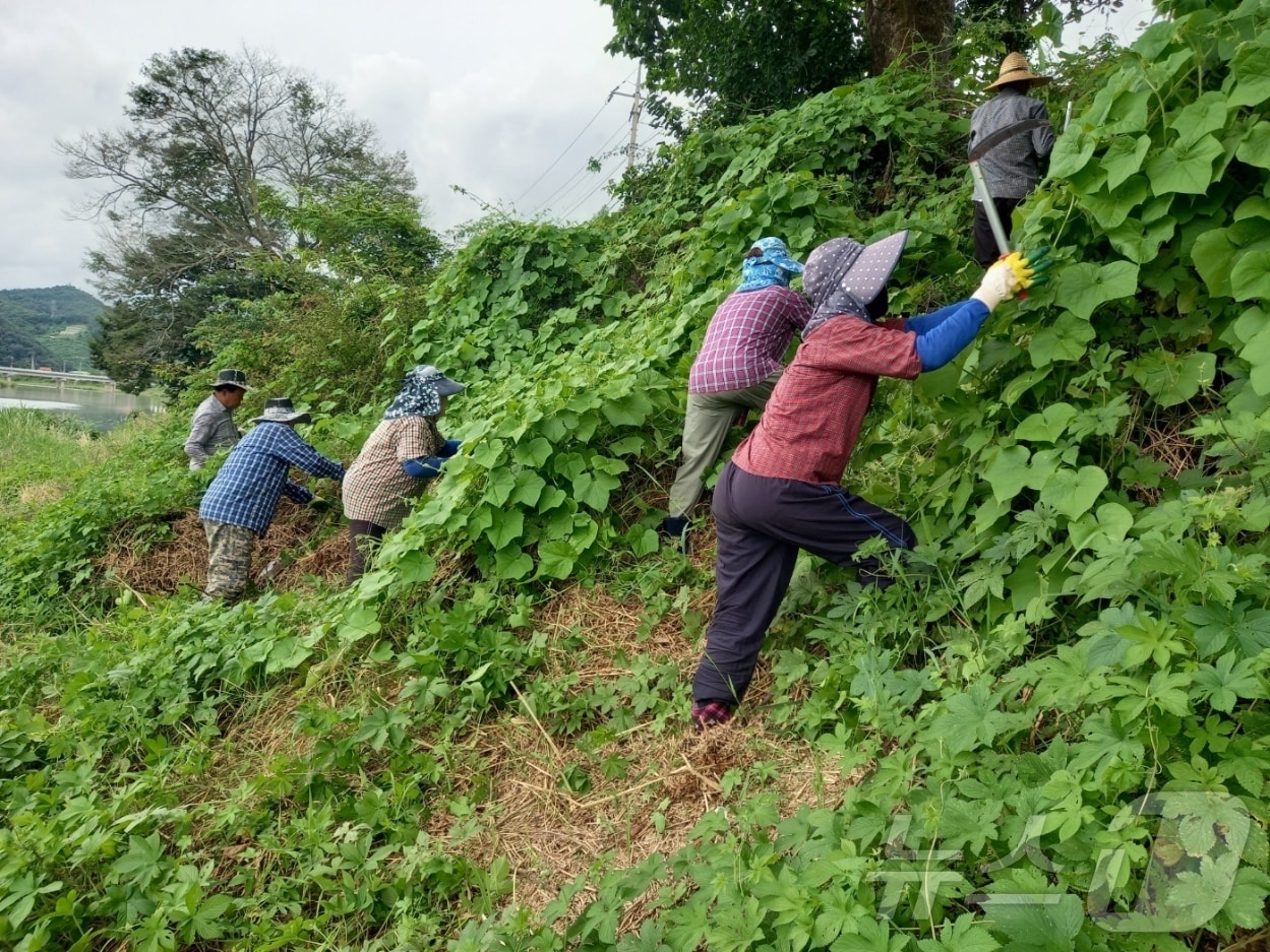 전북자치도 임실군이 섬진강 상류 하천변에 서식하는 생태계 교란식물 가시박을 제거하고 있다.(임실군제공)2024.7.31/뉴스1